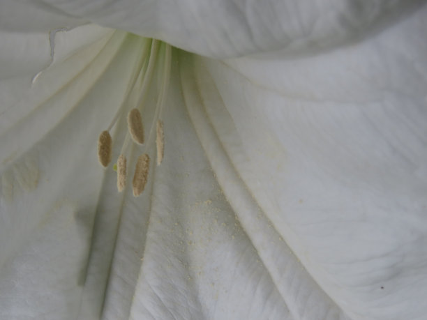 月光花开花图片下载