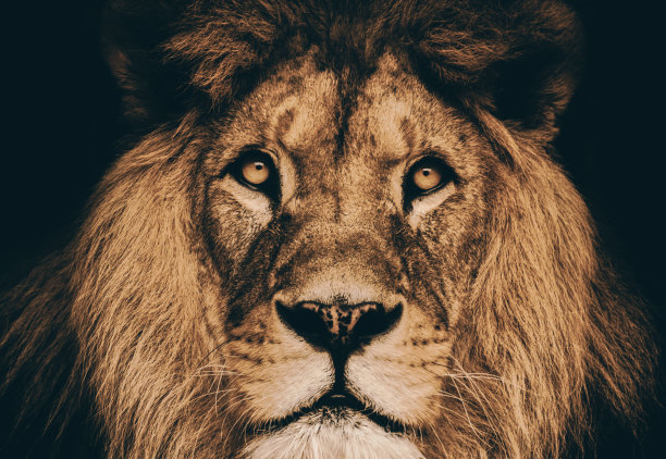 戏剧性的肖像狮子图片下载