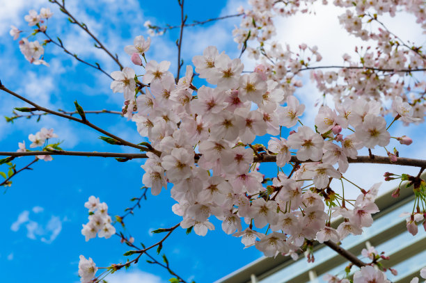美丽的樱花在春天的时候在蓝色的天空。图片下载