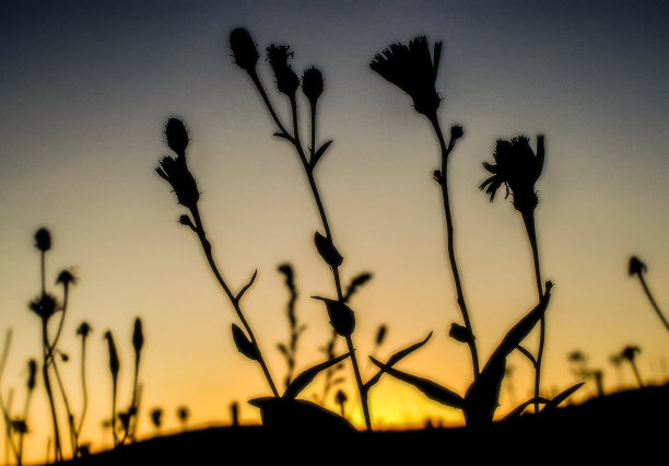 自由诗体图片下载