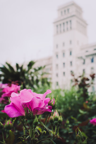 城市里的粉红色花朵图片下载