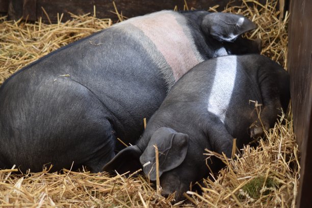 威塞克斯马鞍猪和小猪在干草上休息图片下载