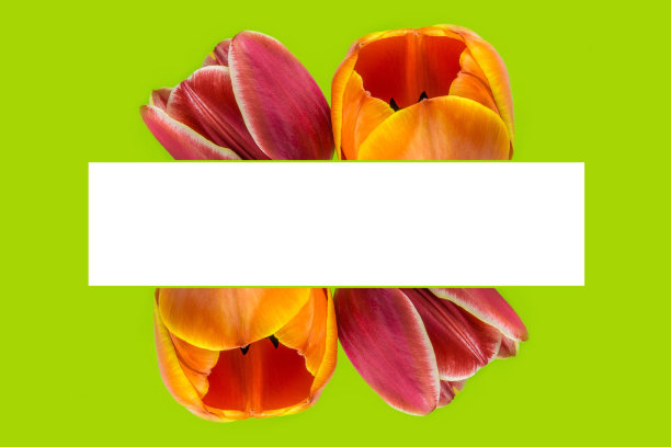 贺卡由盛开的红色和橙色的郁金香花图片下载