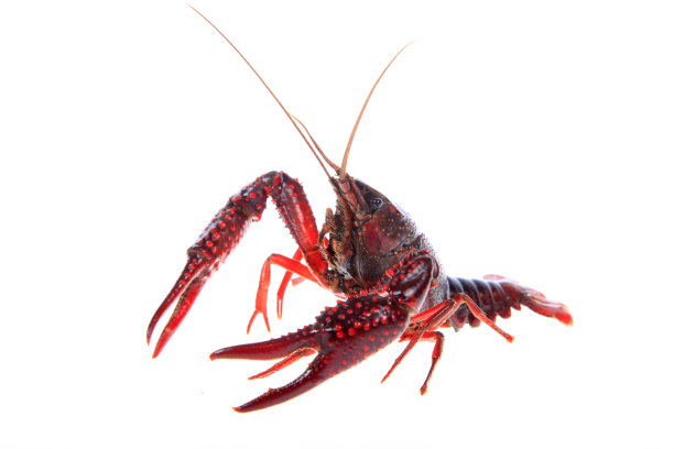 小龙虾，白色背景，特写图片下载