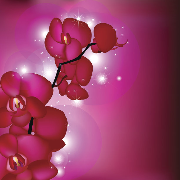 粉色兰花图片下载