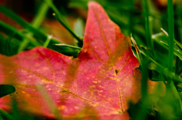 秋叶宏图片下载