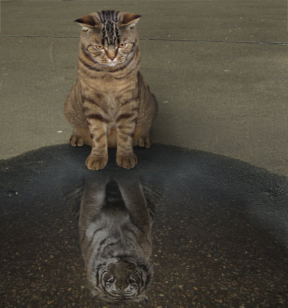 猫和它的倒影素材图片