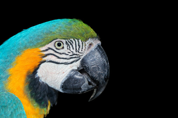 一只蓝黄相间的金刚鹦鹉的画像图片下载