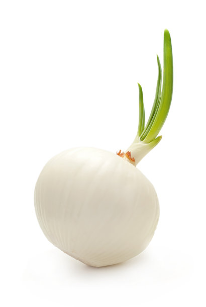 洋葱孤立在白色背景上图片下载