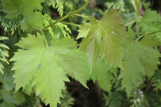 葡萄藤-攀缘植物图片下载