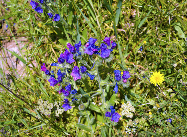 绿色和花朵的照片纹理图片下载