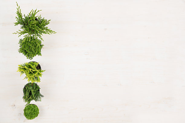 绿色针叶树植物的极简装饰边框在盆景上白色木板背景。空白空间拷贝。图片下载