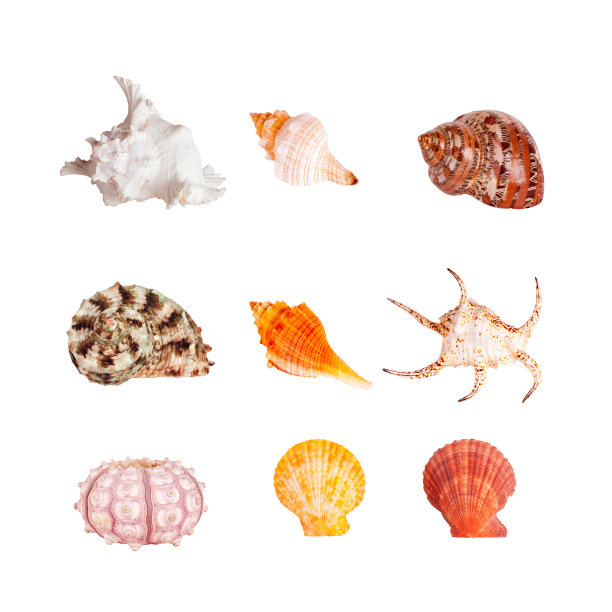 与路径隔离的贝壳图片下载