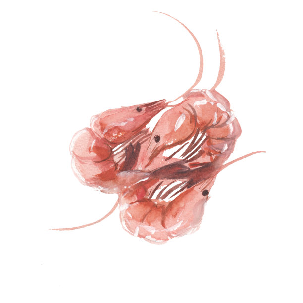 红色的虾孤立在白色的背景，水彩插图在手绘风格。图片下载