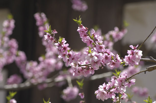 桃花素材图片