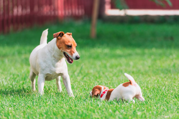 杰克罗素梗在春天的草坪上图片下载