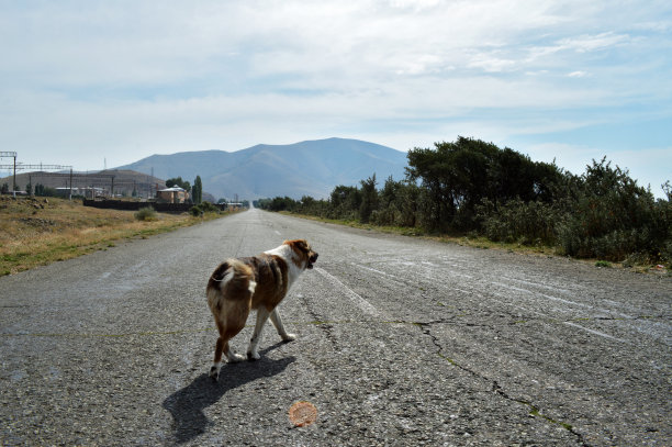 流浪狗在路上走着图片下载
