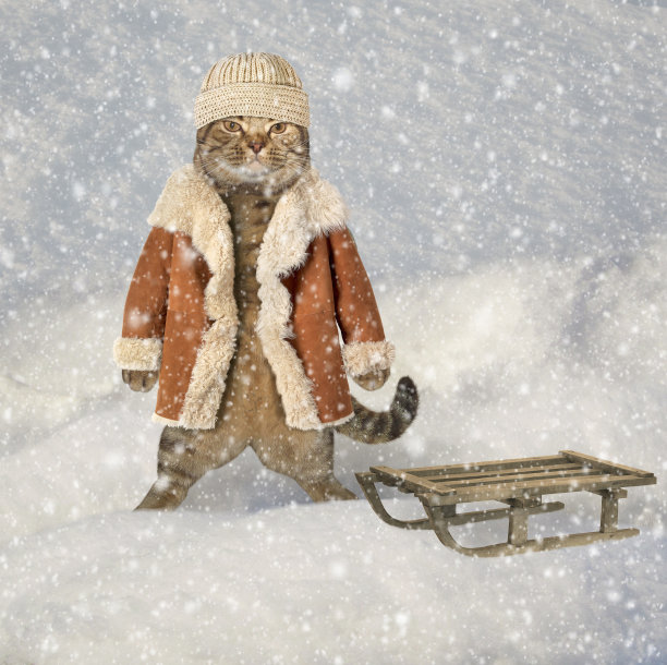 猫在冬天的大衣3图片下载