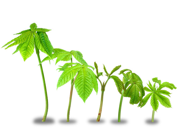 栗树的芽长得像棕榈树图片下载