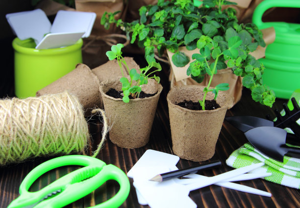 泥炭盆栽植物图片下载