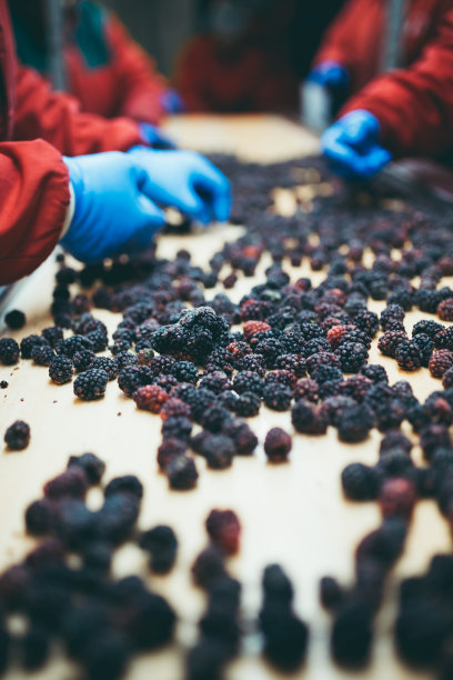 食品行业的工人图片下载