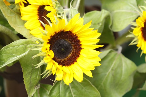 向日葵图片下载