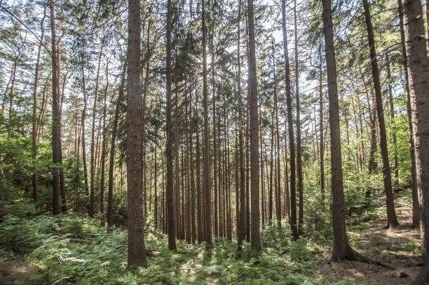 在一个美丽的夏日，阳光穿过树林，在森林深处的原始自然图片下载