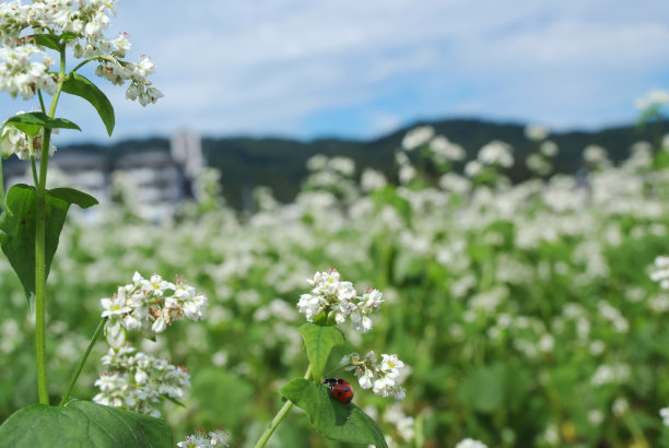 荞麦田里的瓢虫图片下载