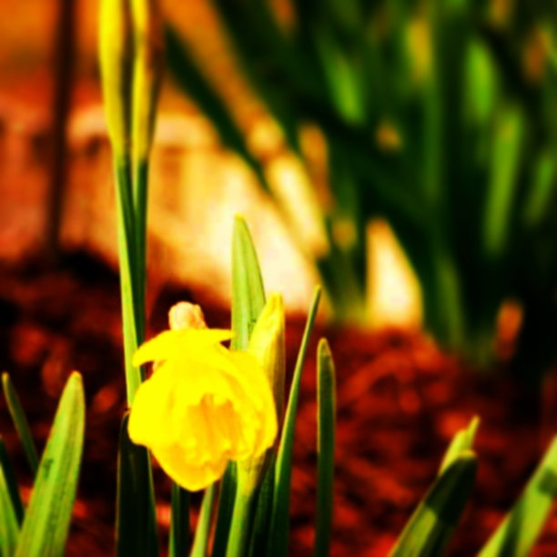 盛开的春天图片下载