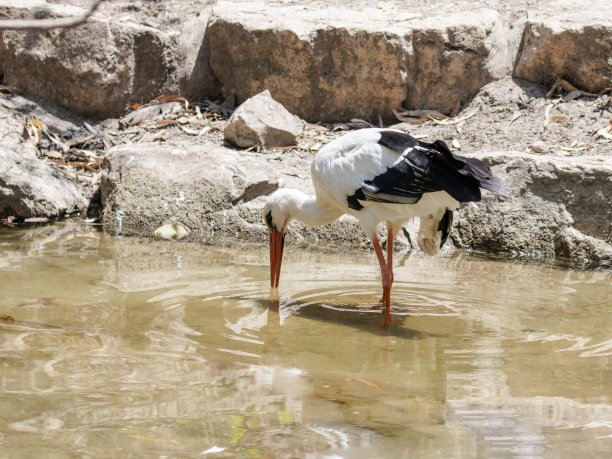 白鹳- Ciconia Ciconia -散步在一个阳光明媚的下午，在池塘附近的海岸寻找食物图片下载