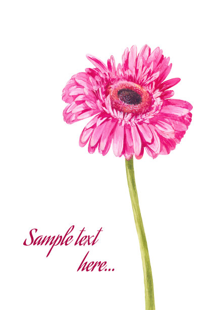 一个水彩粉红色非洲菊孤立在白色上图片下载