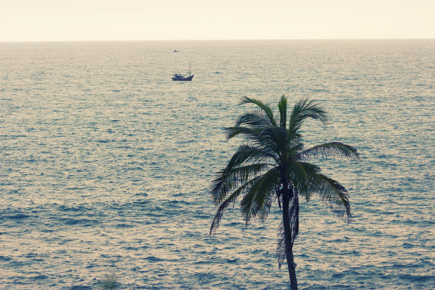 海边的一棵棕榈树图片下载