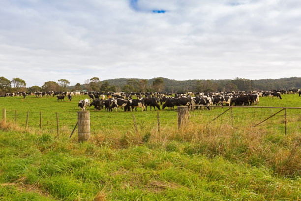 许多黑白相间的奶牛在塔斯马尼亚的绿色农田上吃草图片下载