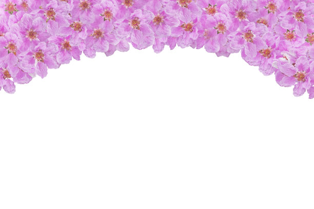 紫花皇后的紫薇图案曲线孤立在白色的背景上图片下载