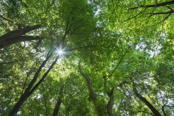 森林浴イメージ　背景素材图片下载