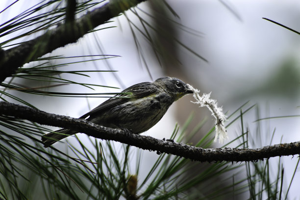 收集筑巢材料的小鸟图片下载