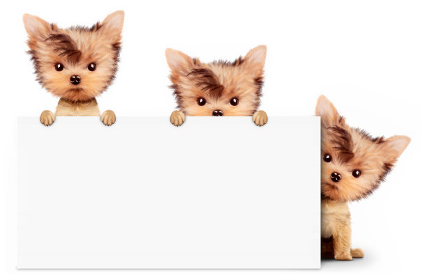 一对滑稽的小狗拿着空横幅图片下载