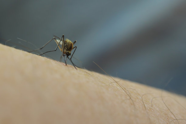 蚊子是疟疾/脑炎/登革热/寨卡病毒的携带者图片下载