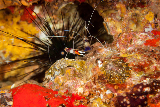 拳击手虾特写。Similan岛屿。安达曼海。泰国。图片下载