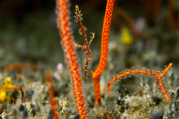尖嘴鱼特写。诗岛。西里伯斯海。马来西亚。图片下载