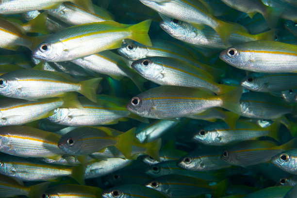 一群鲷鱼。Similan岛屿。安达曼海。泰国。图片下载