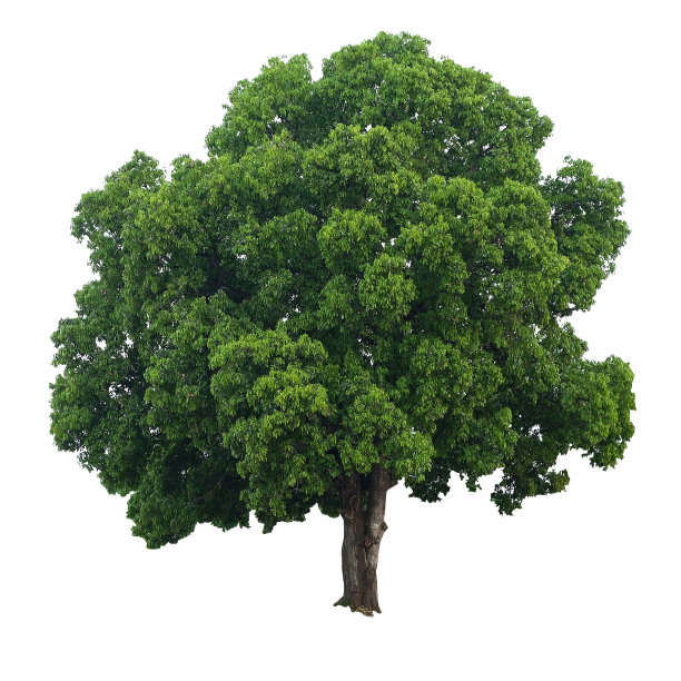 一棵大树孤立在白色背景上图片下载