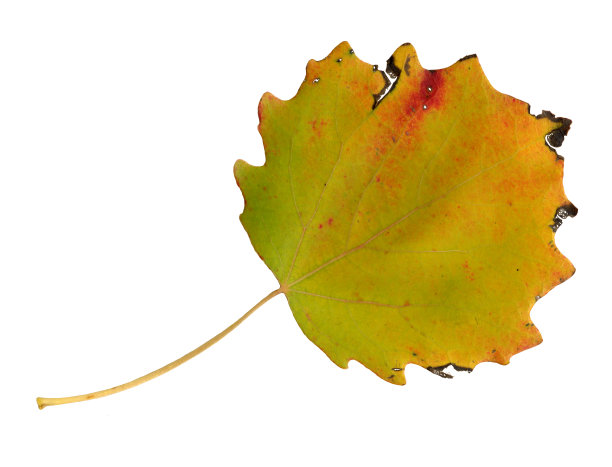 秋天的白杨，叶子的顶部表面图片下载