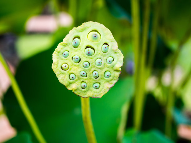 莲子豆荚图片下载