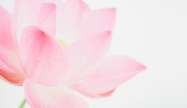 甜色荷花，柔和的颜色和模糊的风格，桑树纸的纹理图片下载