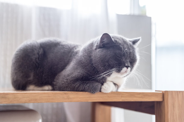 英国灰猫图片下载