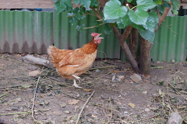 乡村农场早晨的鸡舍图片下载