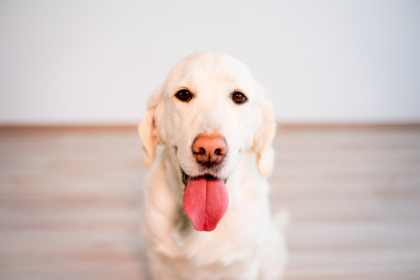 快乐的狗在家里图片下载