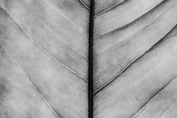 树叶背景的特写视图素材图片