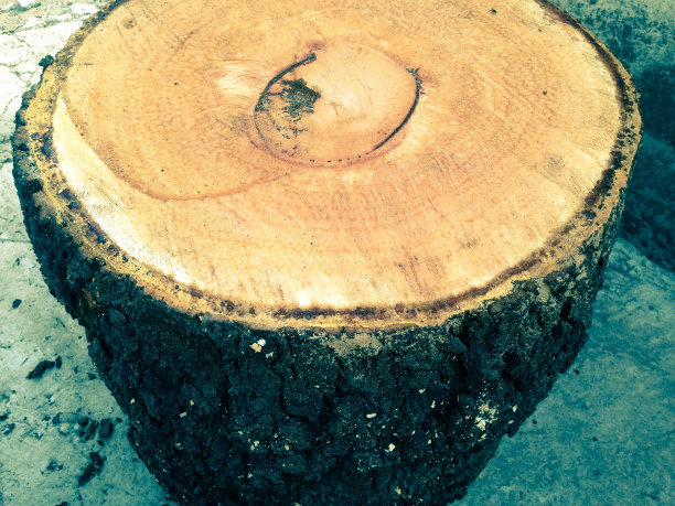 背景木图片下载